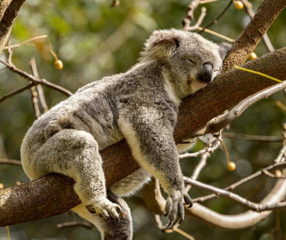 Entspannter Koala im Baum - Symbol für Gelassenheit bei unerfülltem Kinderwunsch