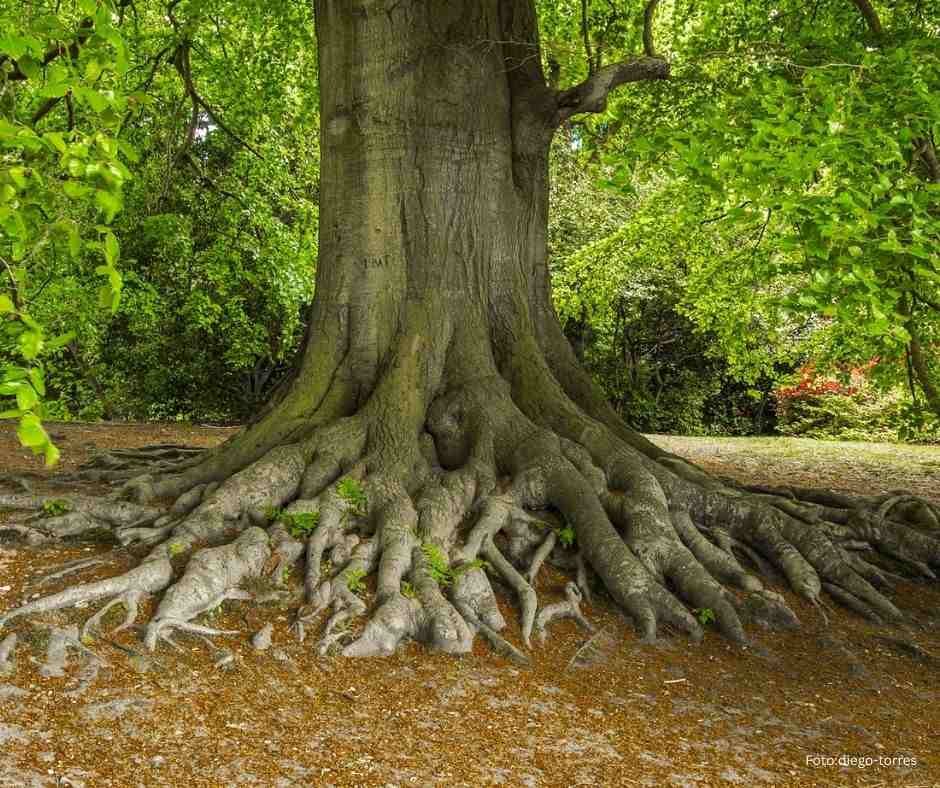 Tiefe Wurzeln und Standfestigkeit – Sinnbild für Ruhe und Stärke nach einer schweren Kinderwunschzeit