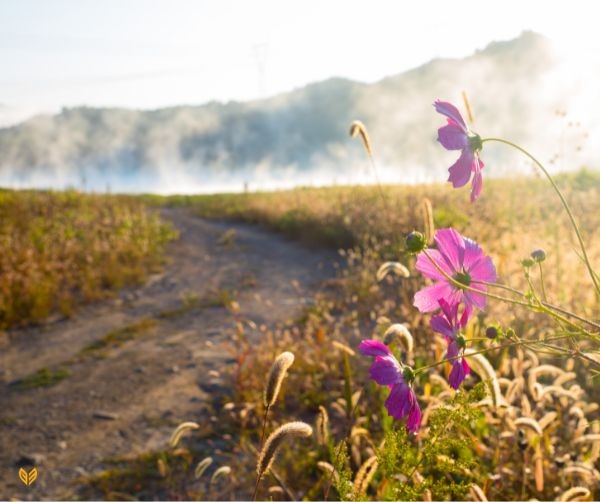Ein Feldweg schlängelt sich durch grüne und braune Wiesen, im Hintergrund liegt Morgennebel über einem Berg. Im Vordergrund blühen pinkfarbene Wiesenblumen – Symbol für Loslassen, Neubeginn und das Entdecken von Schönem trotz Unklarheit.