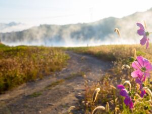 Feldweg durch eine Wiese im Morgennebel als Symbol für neue Perspektiven beim Loslassen des Kinderwunsches