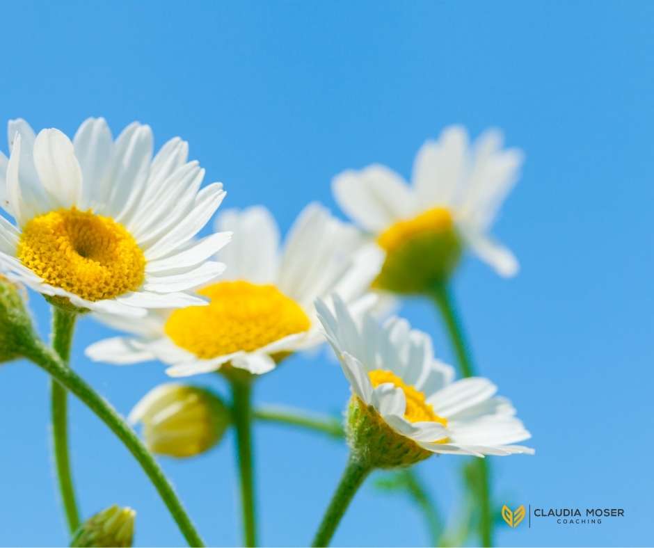 Margeriten vor blaubem Himmel signalisieren neuen Lebensabschnitt