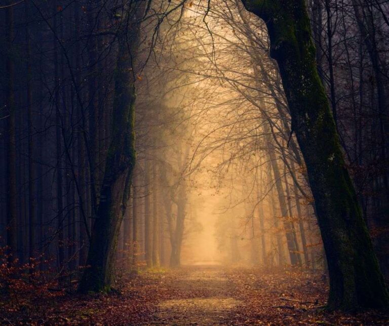 Weg durch einen nebligen Wald mit Licht im Hintergrund – Symbol für Orientierung und Hoffnung bei Endometriose und Kinderwunsch.